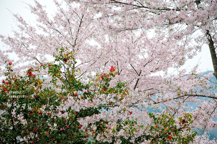 土師ダム02.jpg