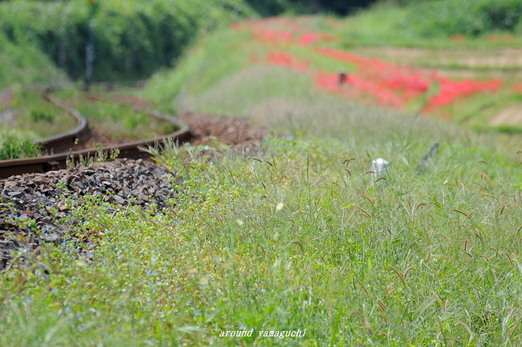 大山路踏切02.jpg