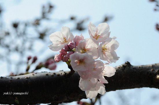 天満宮開花01.jpg
