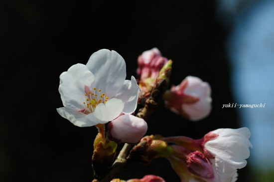 天満宮開花03.jpg