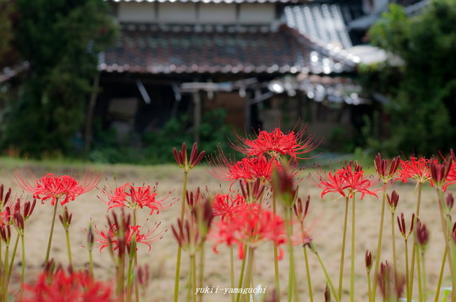 小鯖八幡宮09.jpg