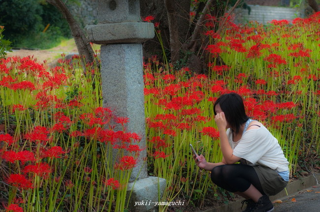 小鯖八幡宮13.jpg