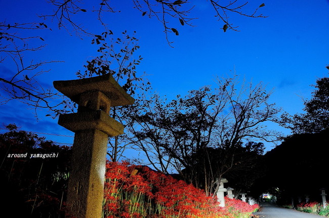 小鯖八幡宮夜02.jpg