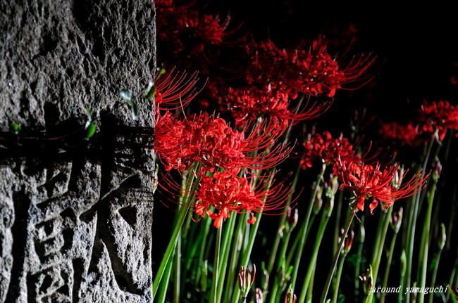 小鯖八幡宮夜04.jpg