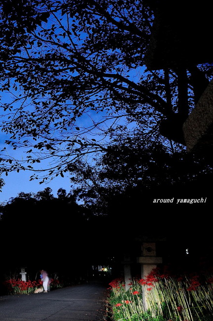小鯖八幡宮夜08.jpg