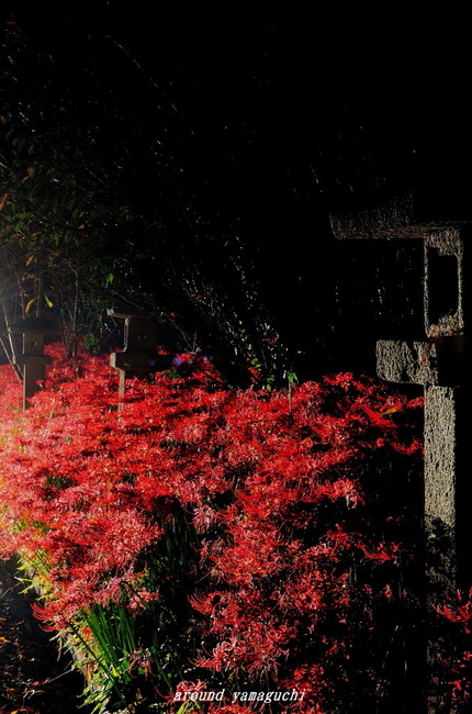 小鯖八幡宮夜09.jpg