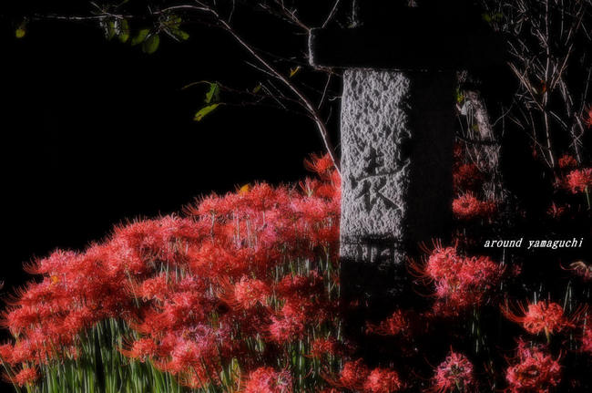 小鯖八幡宮夜12.jpg