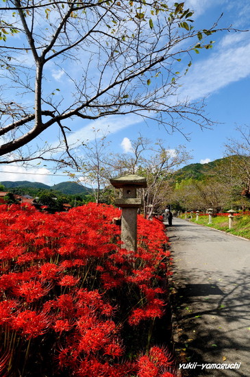 小鯖八幡宮彼岸花01.jpg