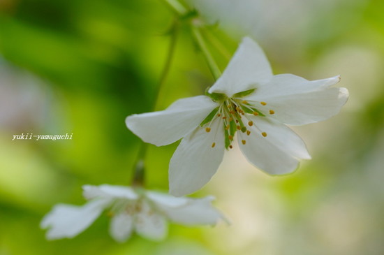 山桜01.jpg