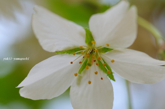 山桜02.jpg