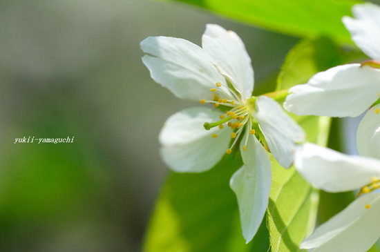 山桜06.jpg