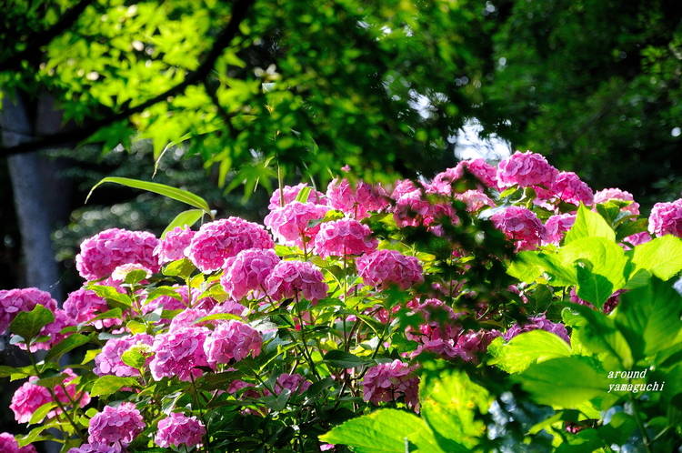 常盤公園01.jpg