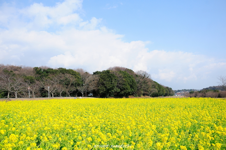 常盤公園02.jpg