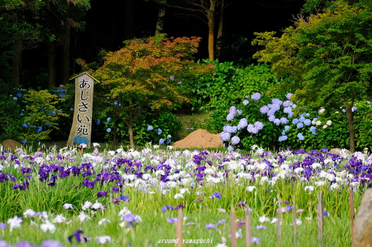 常盤公園02.jpg