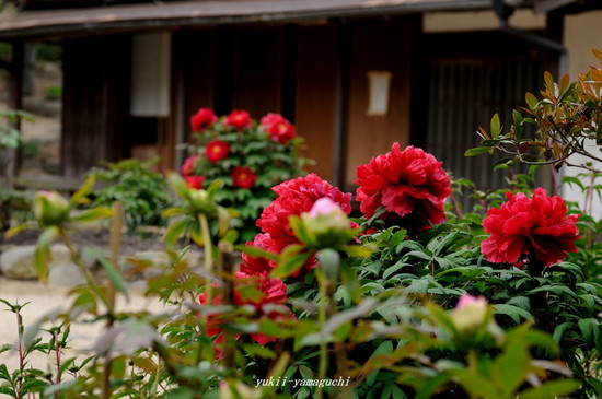 常盤公園02.jpg