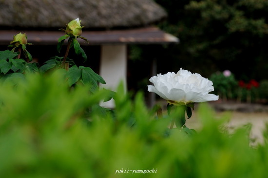 常盤公園04.jpg