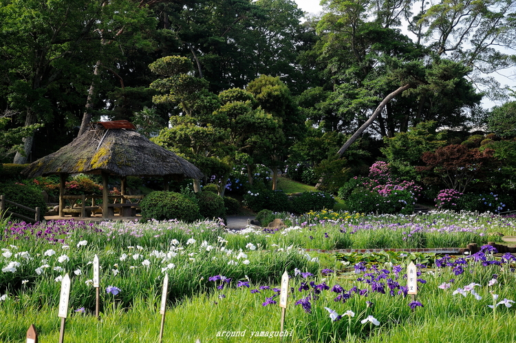 常盤公園05.jpg