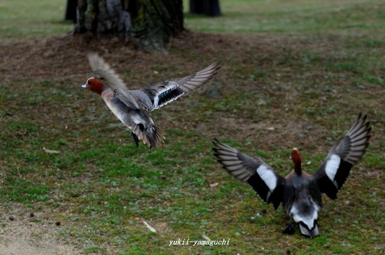 常盤公園07.jpg