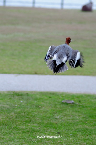 常盤公園08.jpg