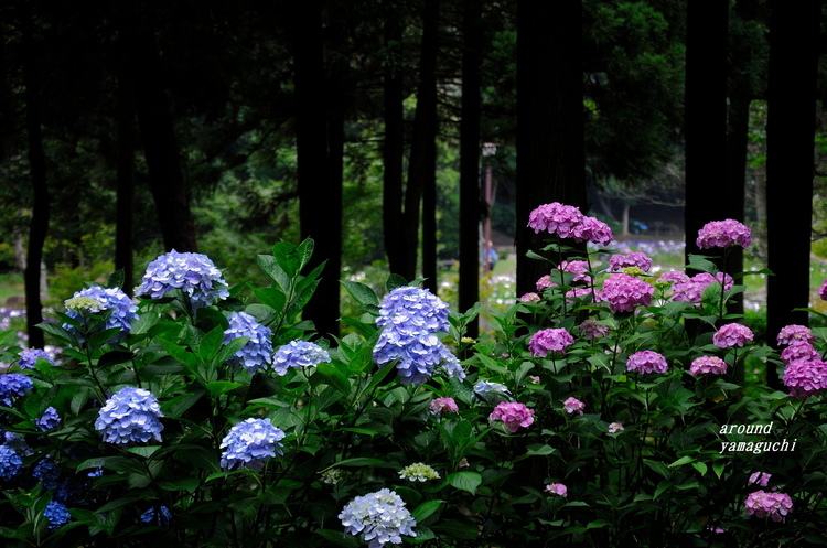 常盤公園12.jpg