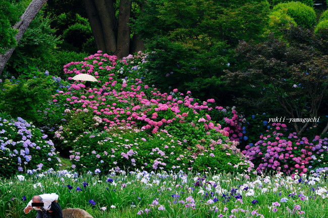 常盤公園あじさい01.jpg