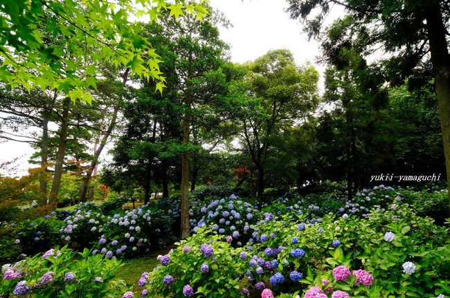 常盤公園あじさい02.jpg