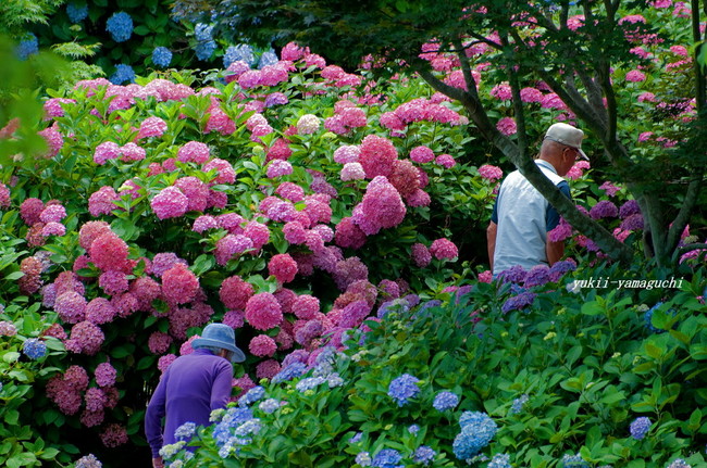 常盤公園あじさい04.jpg