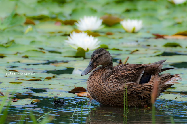常盤公園あじさい11.jpg