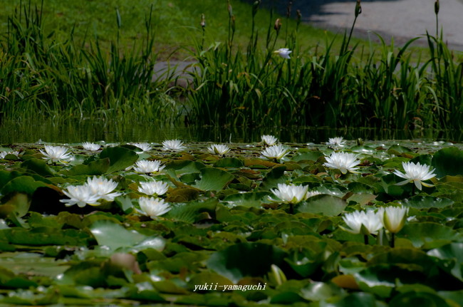 常盤公園あじさい12.jpg