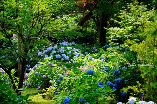 常盤公園あじさい13.jpg