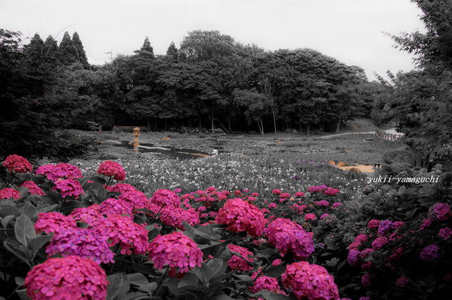 常盤公園あじさい15.jpg