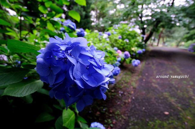 常盤公園あじさい園04.jpg