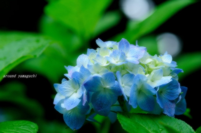 常盤公園あじさい園24.jpg
