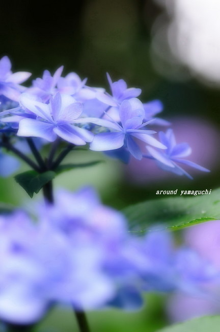 常盤公園あじさい園27.jpg