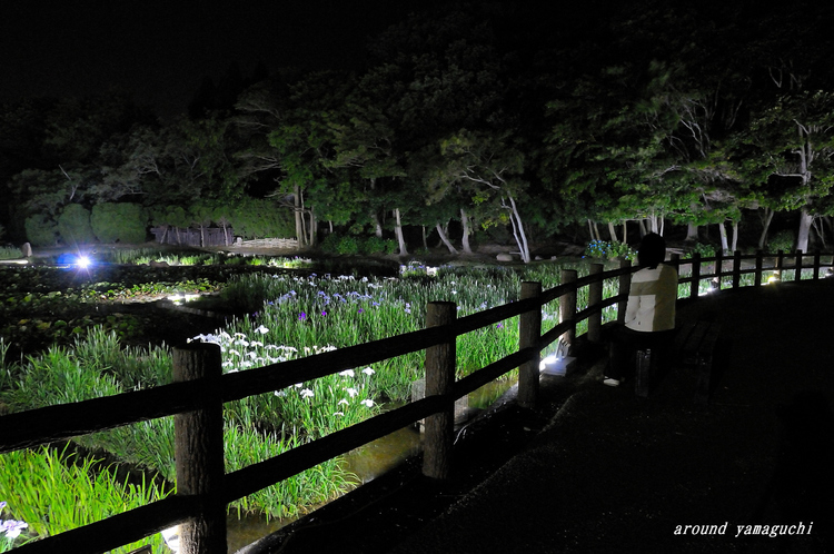 常盤菖蒲園04.jpg