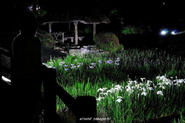 常盤菖蒲園05.jpg