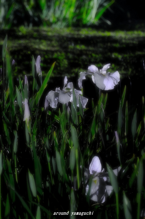 常盤菖蒲園07.jpg
