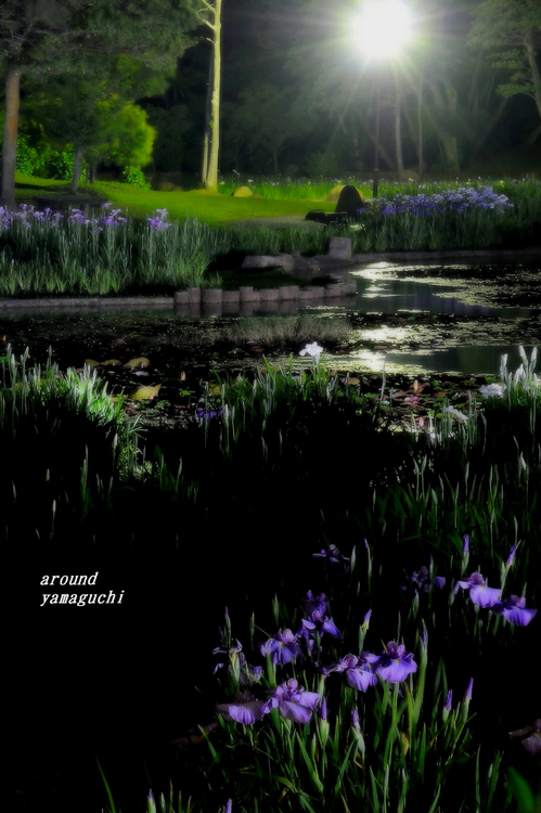 常盤菖蒲園11.jpg