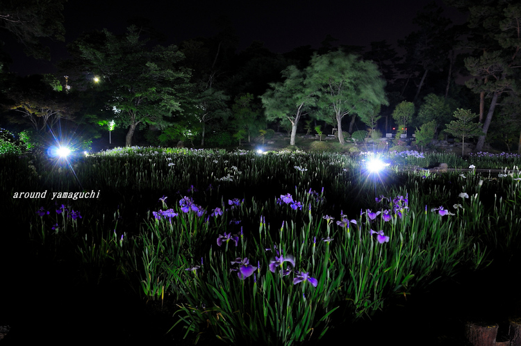 常盤菖蒲園13.jpg