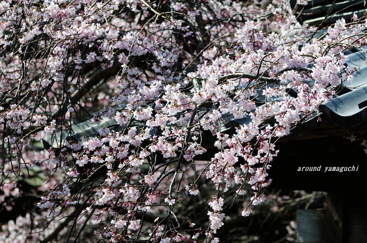 平安古05.jpg