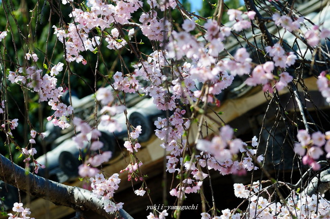 広雲寺03.jpg