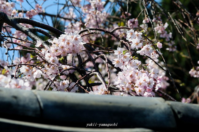 広雲寺04.jpg
