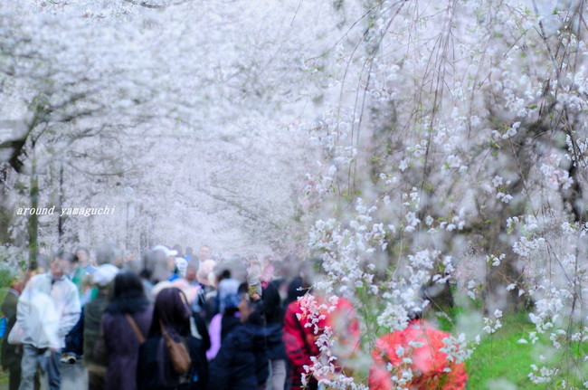 徳佐しだれ桜01.jpg