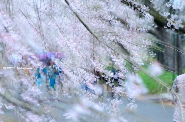 徳佐しだれ桜02.jpg