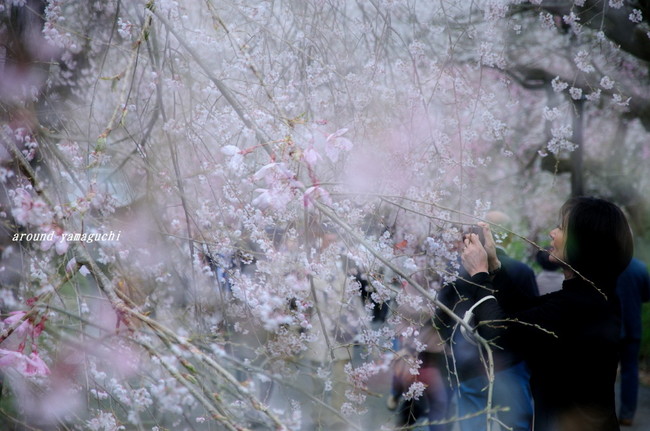徳佐しだれ桜03.jpg