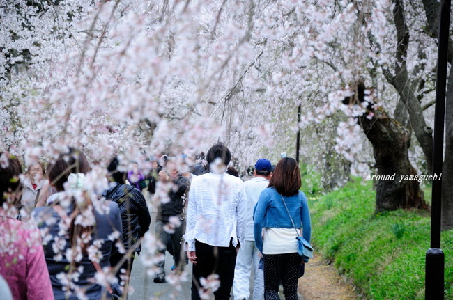 徳佐しだれ桜07.jpg
