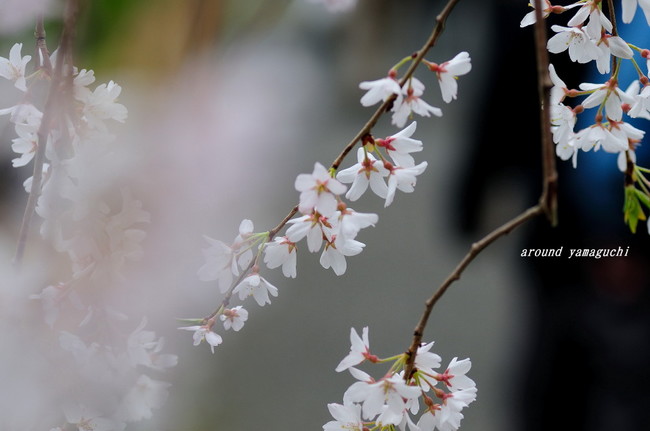徳佐しだれ桜08.jpg