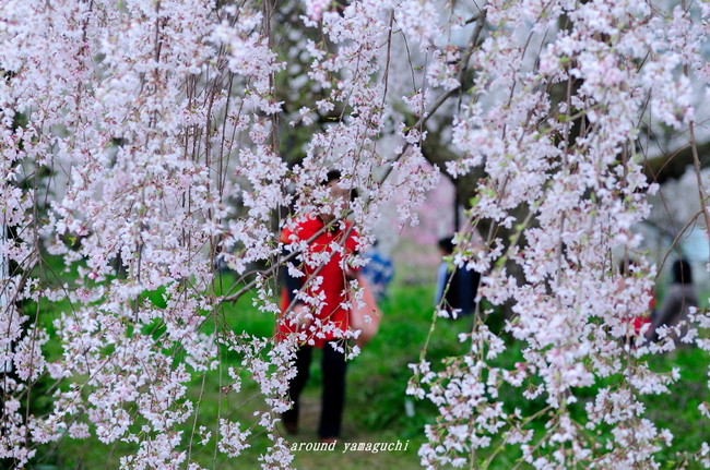 徳佐しだれ桜10.jpg