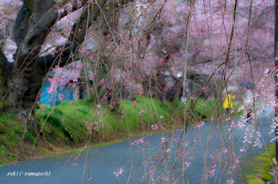 徳佐八幡宮02.jpg