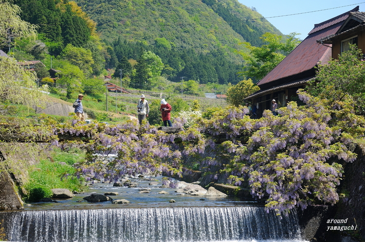 愛の藤橋01.jpg
